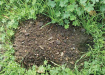 Mound of dirt that is a sign of pocket gophers